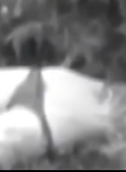 河南周口：这次马赛克没打好，害怕的闭着眼睛观看