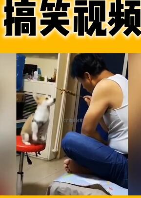 宠物迷惑行为32  搞笑萌宠