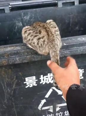 人类太沙雕，萌宠太倒霉 搞笑宠物