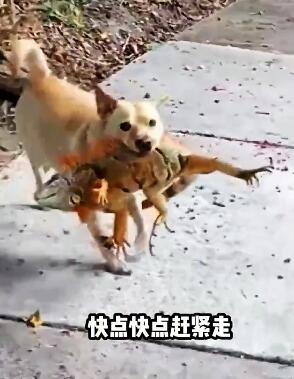这些东西宠物吃没事，我吃那得进去啊 搞笑配音 搞笑动物