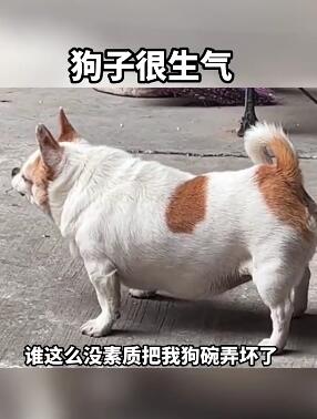 狗碗被压碎，狗子很生气，后果很搞笑。 搞笑视频