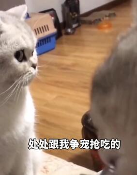作为宠物，得会争宠不是？ 搞笑配音